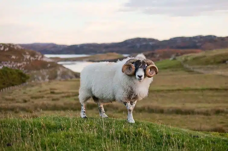 Harris Tweed von den Äußeren Hebriden